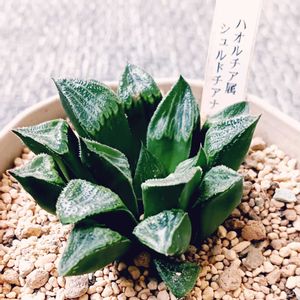 ハオルチア,ハオルチア シュルドチアナ,ハオルチア シュルドチアナ,多肉植物,ハオルチア属の画像