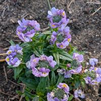 ネメシアの画像