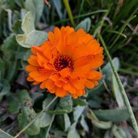 キンセンカの画像