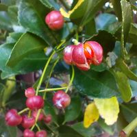 マサキ,マサキ,ランチ忘年会,ランチ忘年会,チーム愛知の画像