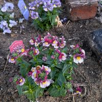 ネメシアの画像