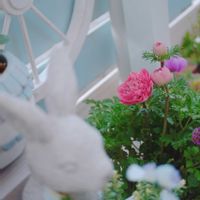 アネモネ,アネモネ 極,松田プレミアムセレクション,庭の画像