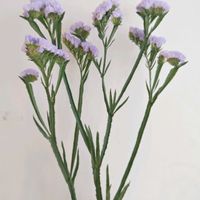 スターチス,スターチス　ラベンダー,一人一花,一人一花運動@福岡市,ハナノヒの画像