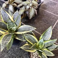 サンスベリア,熱帯植物,フラクタルシンプルの画像