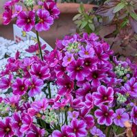 サクラソウの画像