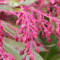 アセビ,七北田公園,金曜日の蕾たち,ほんわか♥️ほんのり,花咲く乙女たち♡の画像