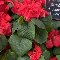 ポインセチア,ポインセチア,パンジー,ビオラ,お出かけ先の画像