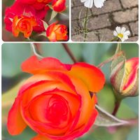 コスモス,バラ ふれ太鼓,GS 大好き,がんばろう！,いい事ありますようにの画像