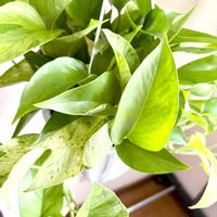 ポトス,サトイモ科,斑入りポトス,テルノヒミコ,ポトス テルノヒミコの画像