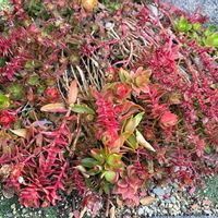 火祭り,多肉植物,ガーデニングの画像