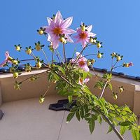 皇帝ダリア,散歩,GSに感謝。,一期一会のお花♡の画像