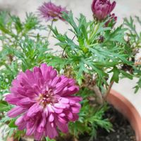 ゼラニウム,シクラメン  クレヨン,シクラメン  クレヨン,シクラメン  クレヨン,マーガレットスマッシュの画像