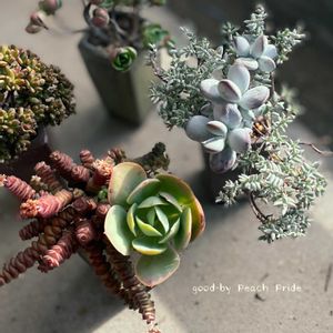 寄せ植え,多肉植物,多肉植物寄せ植え,多肉寄せ植え,多肉植物のある暮らしの画像