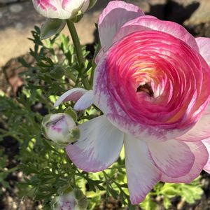 ラナンキュラス,ナチュラルガーデン,冬を楽しむ,お庭の花たち,花と暮らすの画像