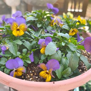 ビオラ,ビオラ,ビオラ,ガーデニング,ボタニカルライフの画像