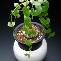 亀甲竜,窓辺の画像