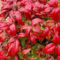 ニゲラ,オタフクナンテン,癒し,花のある暮らし,庭の画像