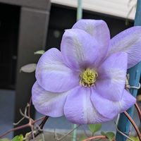 プリムラ マラコイデス,プリムラ ジュリアン ブライダルベル,ミセス・PB・トラックス,チーム愛知,Juneの会の画像