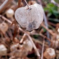 ホオズキ,散歩道,備忘録,冬景色,植物美の画像
