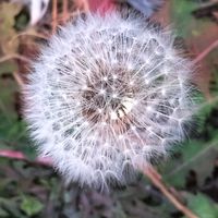 スイセン,ホトケノザ,タンポポ,オキザリス パーシーカラー,野草の画像