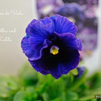 ビオラ,メゾンドビオラ,メゾンドビオラ　ゴシックロリータ,ベランダガーデン,ガーデニングの画像