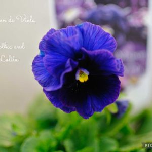 ビオラ,メゾンドビオラ,メゾンドビオラ　ゴシックロリータ,ベランダガーデン,ガーデニングの画像