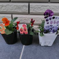 ビオラ,緑のある暮らし,ミルフル,ホムセン,花のある生活の画像