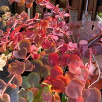 我が家の庭,花のある暮らし,ミセバヤの紅葉の画像