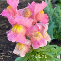 金魚草,花のある暮らしの画像