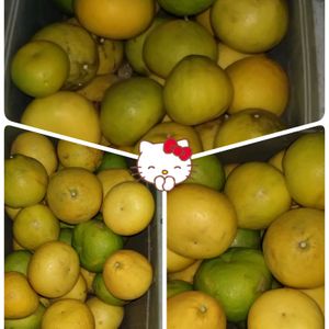 文旦,地植え,文旦の栽培,柑橘系の栽培,文旦の収穫の画像