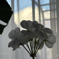 シャコバサボテン,シャコバサボテン,ゼラニュウム,ゼラニュウム,今朝の富士山！の画像