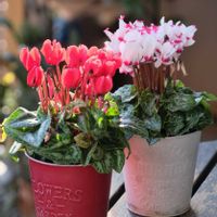 ベランダガーデニング,花のある暮らし,癒し…♡,可愛い❤,おうち園芸の画像