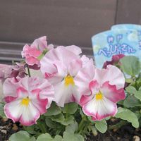 ベゴニア ラブミー,神戸べっぴんさんパンジー,シクラメン  インディアカ,ミニシクラメン　フォレストマーブルキャンディ,シクラメン イリュージアの画像