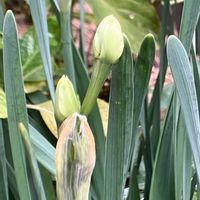 スイセン,金曜日の蕾たち,庭の画像
