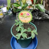 アネモネ,アネモネ　パブニナ,球根植物,横山園芸,湘南台の画像