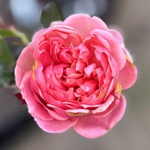 満開,ステキ☆,まんまる,ガーデンライフ,Lovely♡の画像