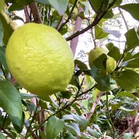 レモン,レモン,いつもありがとう♡,繋がりに感謝✨,我が家のガーデンの画像