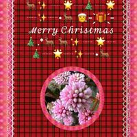 ナンテン,ポリゴナム（ヒメツルソバ）,いつもありがとう♡,GSのみなさんに感謝♡,復興祈願の画像