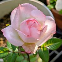 ミニバラ,花のある暮らし,花に魅せられて,小さな庭の画像