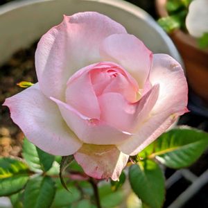 ミニバラ,花のある暮らし,花に魅せられて,小さな庭の画像