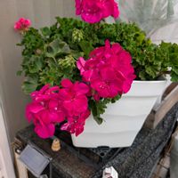 ゼラニウム,ゼラニウムの画像