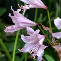 ネリネ,ダイヤモンドリリー,ピンクの花,お花のある暮らし,金曜キラキラの画像