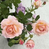 バラ,花のある暮らし,金曜ローズショー,わが家のトイレ花だより〜,こむのお蔵入りにはもったいないの画像