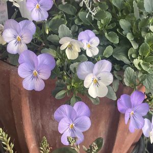 ビオラ,アンティークパステルビオラ,寄せ植え,ビオラ♡,パープル系の画像