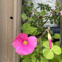 カタバミ,カタバミ,ご近所,野に咲く花,マイペースにの画像