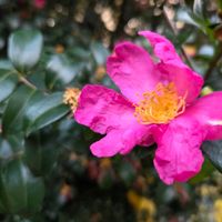 デンマークカクタス,サザンカ(山茶花),金曜日の蕾たち,スライドショー♪,φ( •ω•́  )ﾌﾑﾌﾑ...ﾍﾑﾍﾑ ﾚﾝﾚﾝの画像