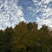 イチョウ,花壇,ガーデニング,山野草,樹木の画像