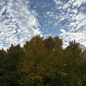 イチョウ,花壇,ガーデニング,山野草,樹木の画像