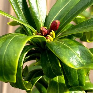 小さな庭の画像