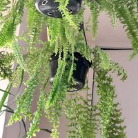 ネフロレピスの画像